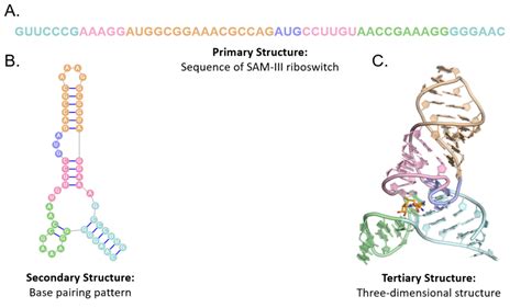 Image result for RNA Sequence Example