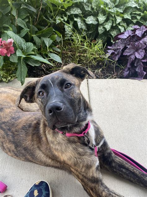 My Great Pyrenees. 🙄 I honestly believe she’s brindle black mouth cur ...