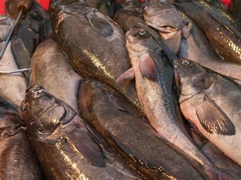 Image result for Cod Front View Fish