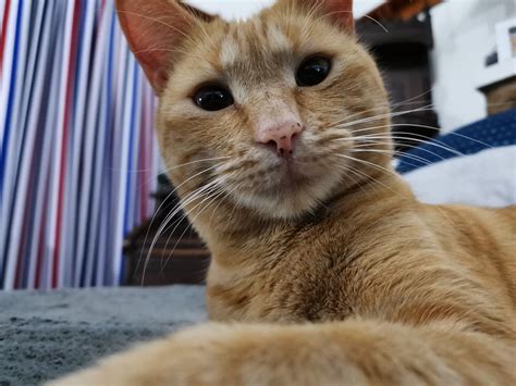 4 cats classes