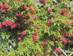 Image result for Climbing Roses in Pots