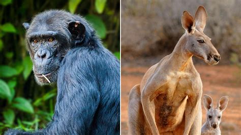 Are You Ready for March Mammal Madness? It’s the Wildest Tournament ...