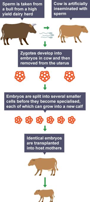 Cloning Reproduction 的图像结果