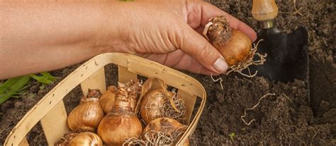 Image result for Bulb Planting Guide