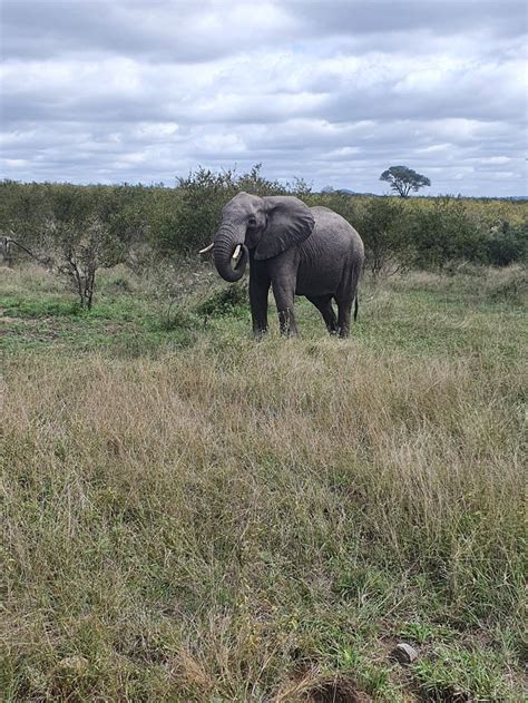 MBOMBELA KRUGER SAFARIS (South Africa/Skukuza, Mpumalanga) - Campground ...