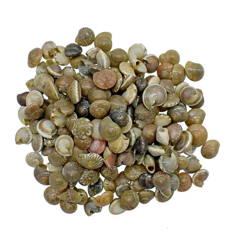 Pabukannu Shells - 100 Grams – SATYAM STATIONERS