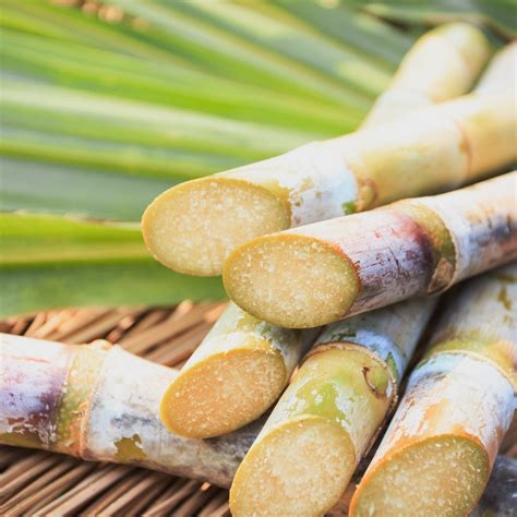 Amazon.com : CHUXAY GARDEN Sugarcane-Sugar Cane 100 Seeds Rich in ...