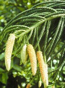 Araucaria heterophylla