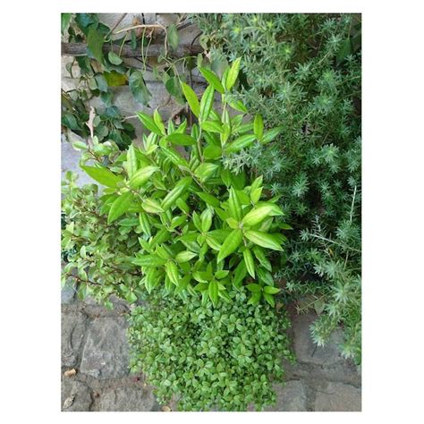 Corokia 'Geentys Giant' | Seeding