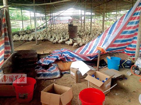 广西：万只鸭子做掩护 养鸭棚内制毒160公斤-搜狐新闻