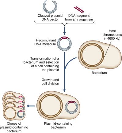 Define Recombinant 的图像结果