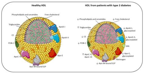Dysfunctional High-Density Lipoproteins in Type 2 Diabetes Mellitus ...