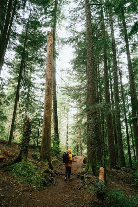 Discover The Dramatic Ramona Falls Hike in Mount Hood, Oregon - The ...