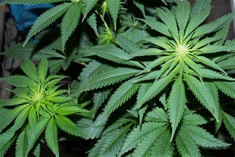 Autoflower Strains als perfekte Outdoor Anfänger Genetik