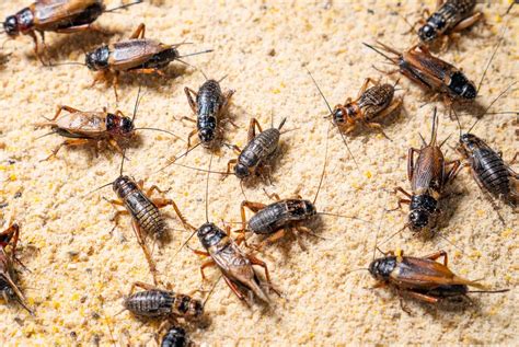 Crickets vs. Grasshoppers: 9 Main Differences Revealed - A-Z Animals