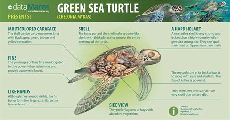 Image result for Turtle Shell Back Muscles