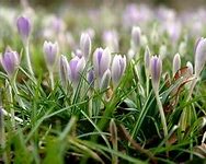 Image result for Dive into Spring Bunny