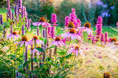 Perennial Flower Gardens