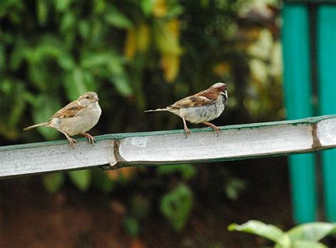 Sparrow Day: Stunning images from readers - Rediff.com Get Ahead
