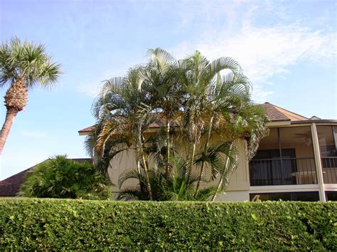 Pool Landscaping Areca Palm