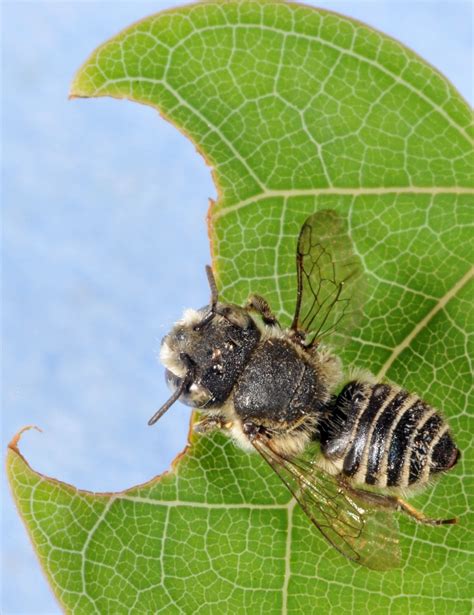 Identify and Manage Leaf Cutter Bees on trees and shrubs