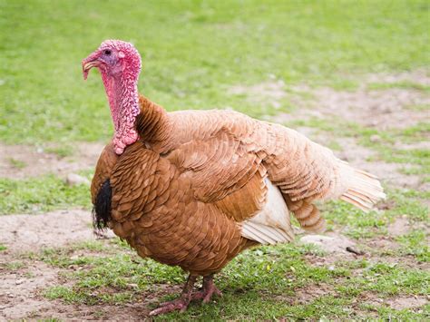 Royal Palm Turkey: A Fascinating Breed with Unique Appeal