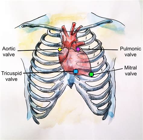 The Heart – Introduction to Health Assessment for the Nursing ...