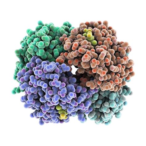Image result for Haemoglobin PyMOL