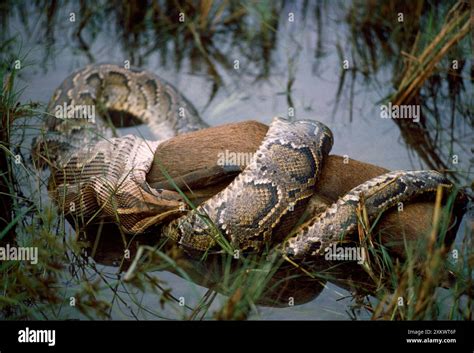 Image result for Python Swallowing a Deer