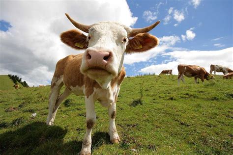 Cute Cow Wallpaper - KoLPaPer - Awesome Free HD Wallpapers