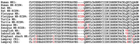 Novel Evolution of Mineralocorticoid Receptor in Humans Compared to ...