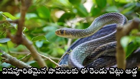 Poisonous Snakes Attract Bamboo And Sandalwood Trees | Snakes Attract ...