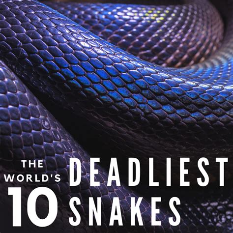 Most Dangerous Snakes