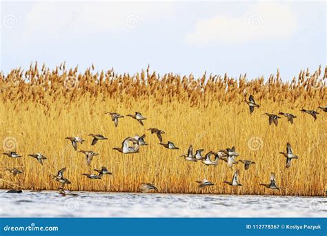 Migration of Ducks in the Spring, Birds Fly Over Water Stock Image - Image of light, bird: 112778367