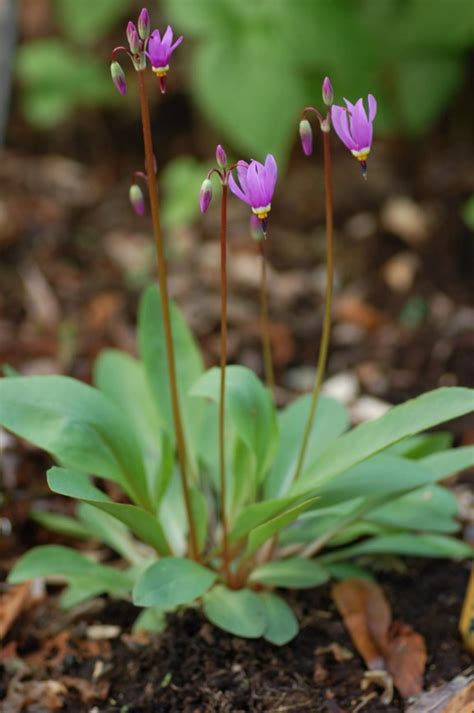 Primula pauciflora | Botanical Garden - Natural History Museum ...