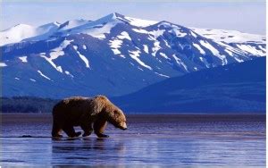 Animals Flex Poster For Room Mo-5396 Photographic Paper - Animals ...