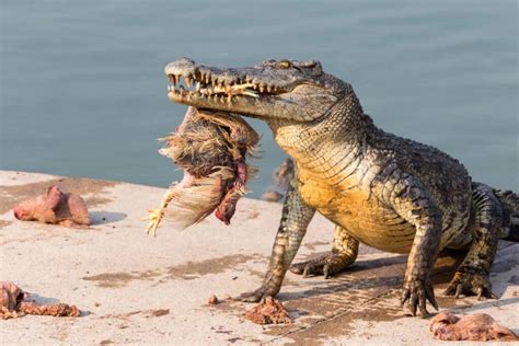 Crocodile Attacks Humans 的图像结果
