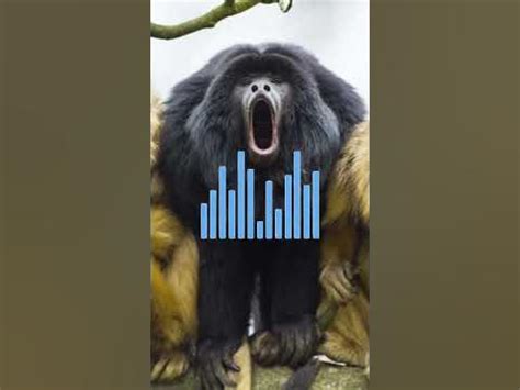 Weird Reason why small howler monkey scream very loud - YouTube