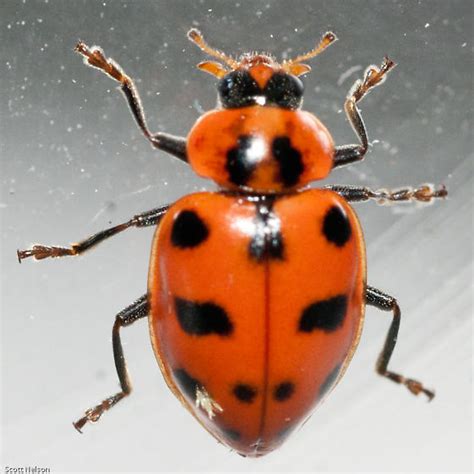 Macles Lady Bug 的图像结果