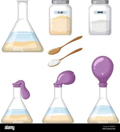 Yeast respiration science experiment illustration Stock Vector Image & Art - Alamy
