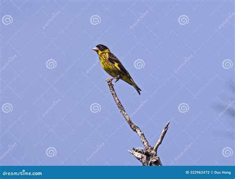 Vietnamese Greenfinch stock photo. Image of hills, tourist - 322962472