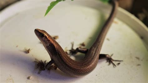 Can Blue Tailed Skink Eat Fruit at Jean Hartman blog