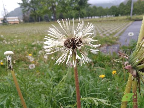 Recensione AGM X1: rugged con gli attributi