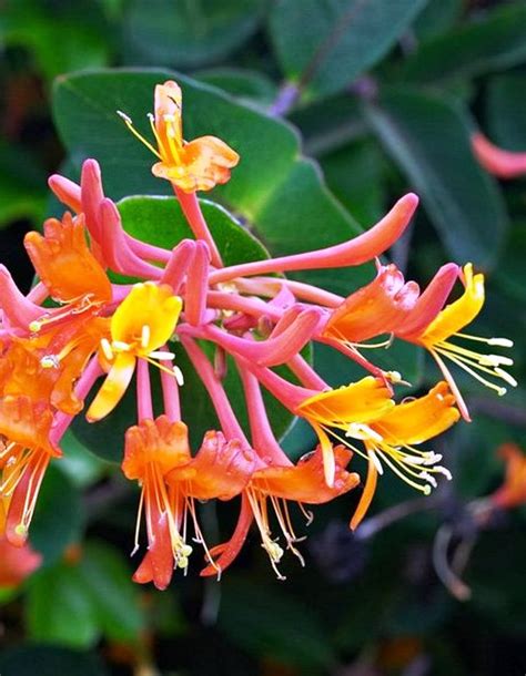 Image result for lonicera henryi beeren