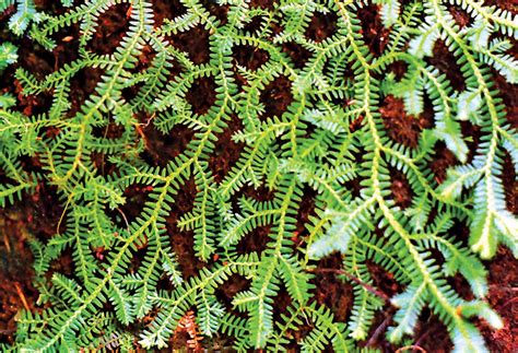 Characteristics Of Spike Moss at Albert Glover blog