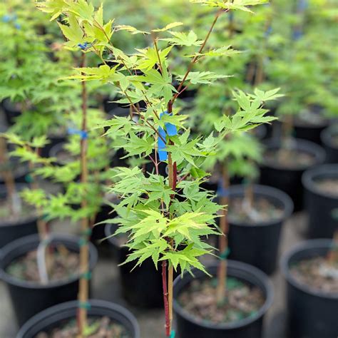 Acer palmatum 'Green' ~ Japanese Maple – King's Sunset Nursery