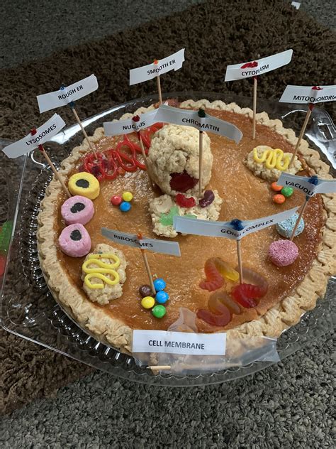 Animal Cell Model 5Th Grade : Animal & Plant Cells - Mr. Hernandez, MSD ...