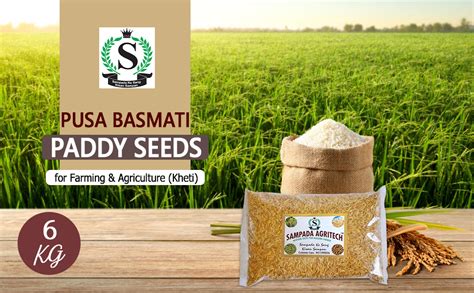 Sampada Agritech | Pusa Basmati Paddy Seeds 1692 | Dhan, Rice & Paddy ...