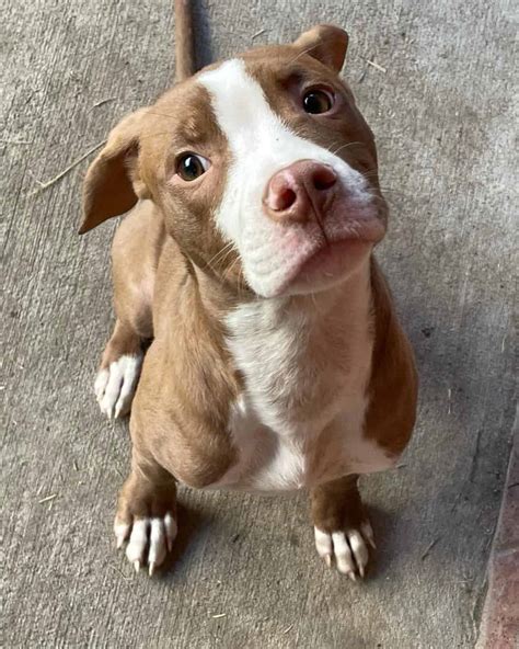 Colby Pitbull - Bloodline Info, History & Facts (With Pictures)