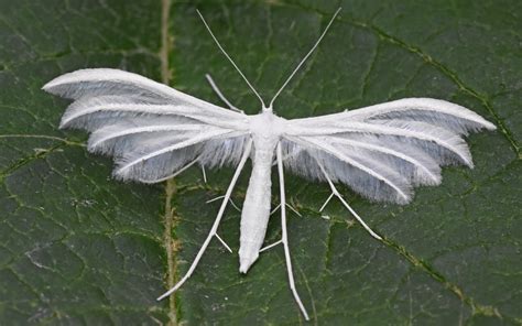 Butterfly Moth White at Richard Day blog